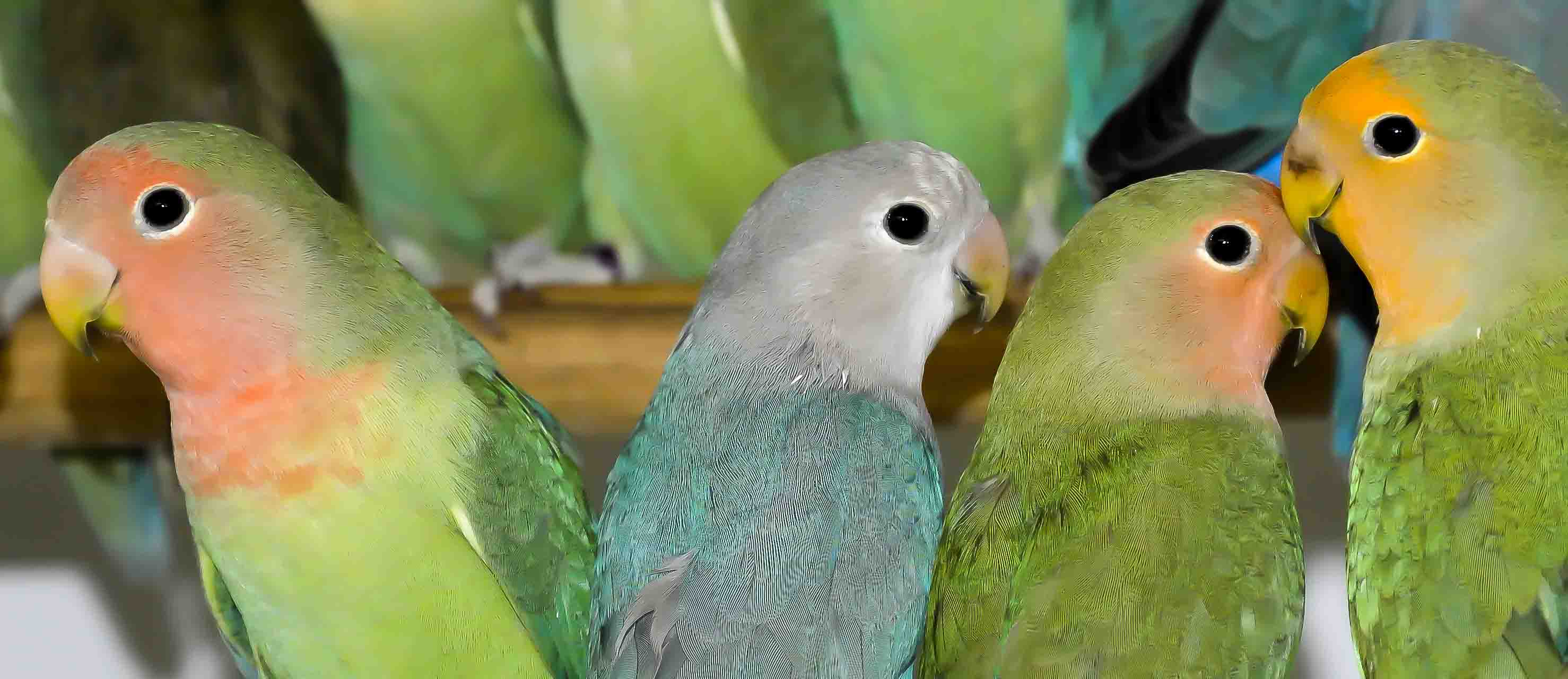 Parkeets